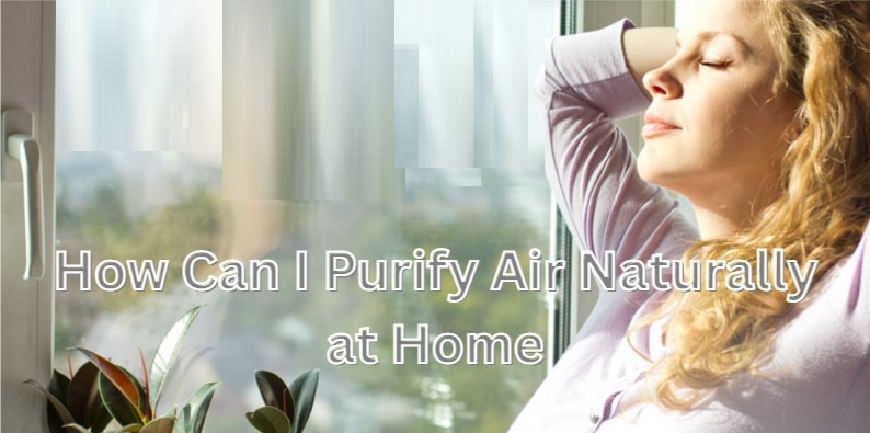 How Can I Purify Air Naturally at Home